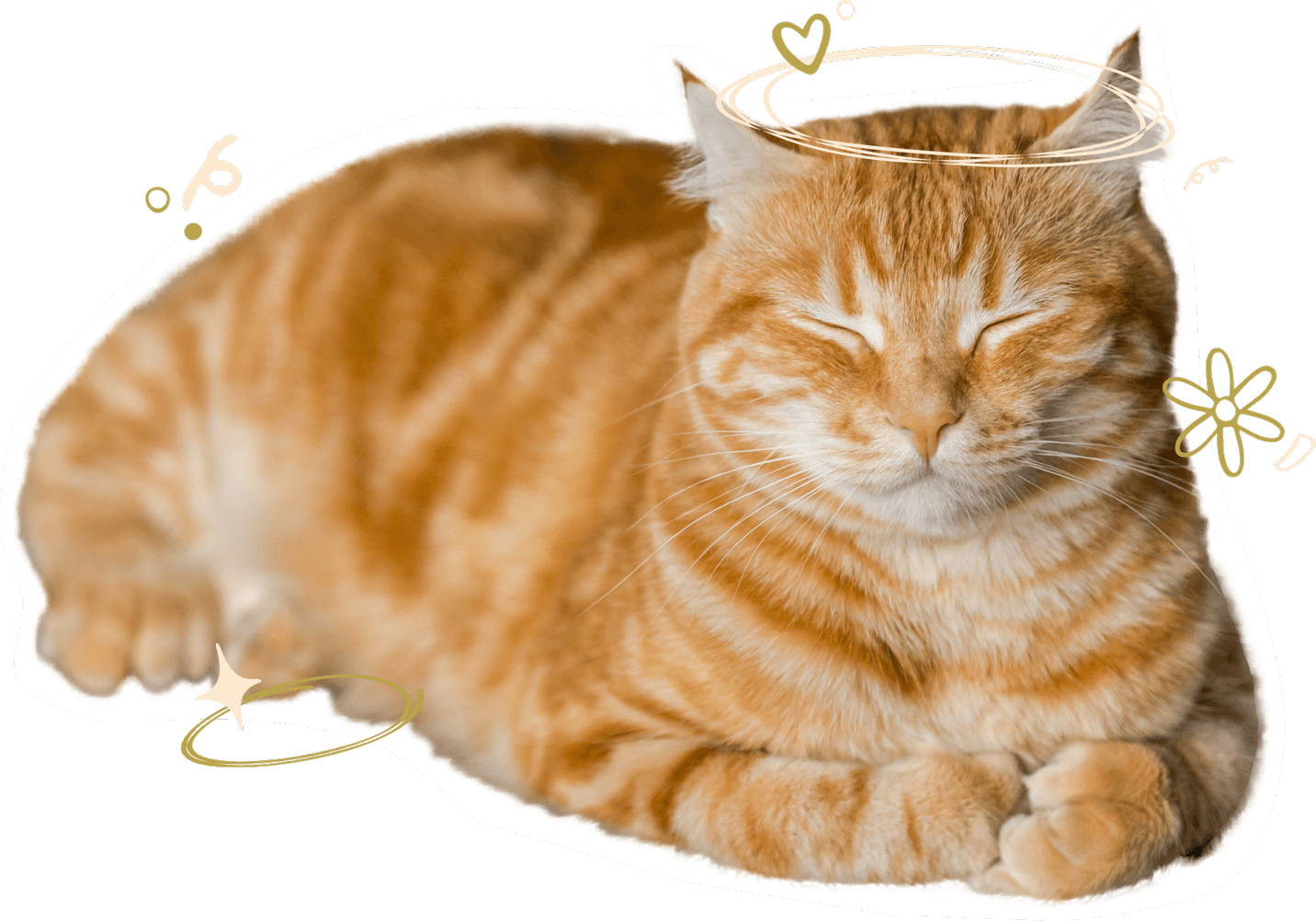 An orange cat sitting loaf style