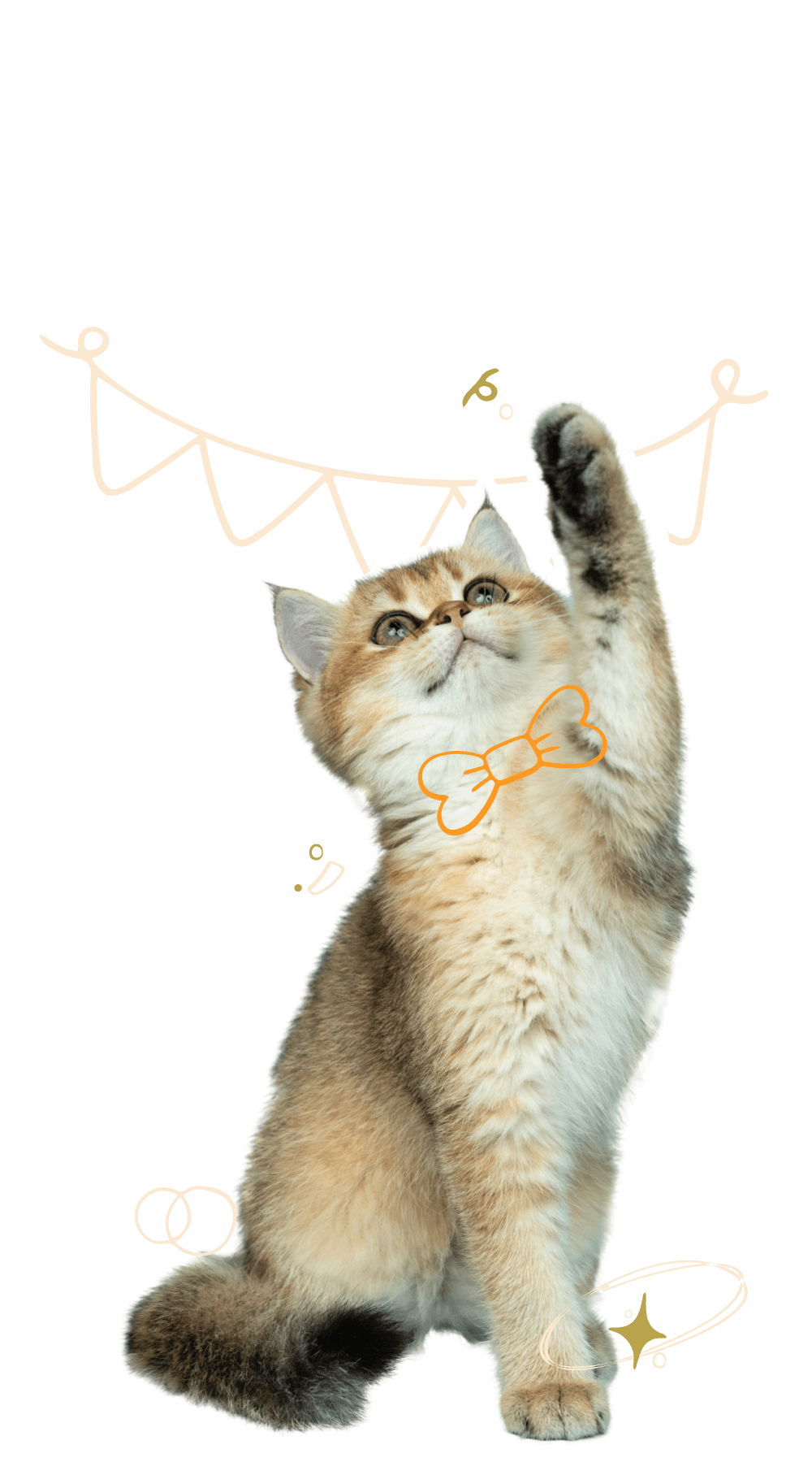 A British Short Hair cat with one paw up