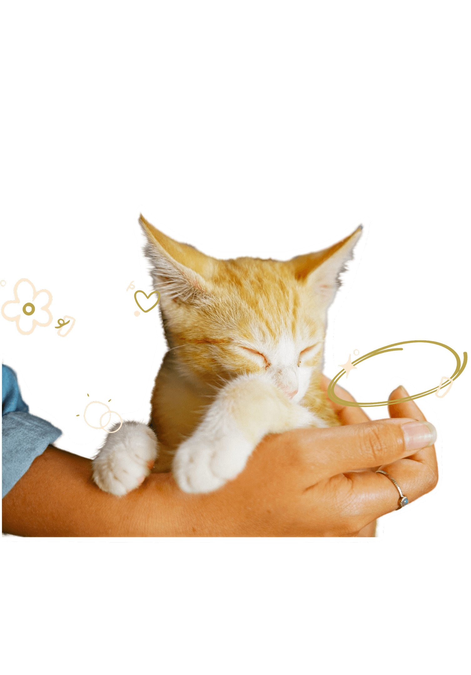 A small orange cat being held