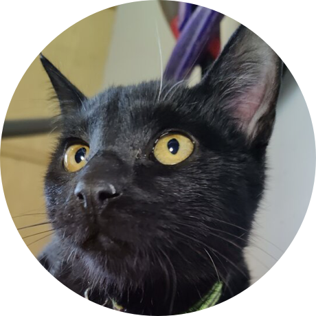 A black cat with gold eyes