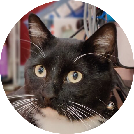 A black cat with a white chest