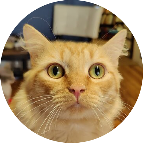 An orange cat with subtle stripes