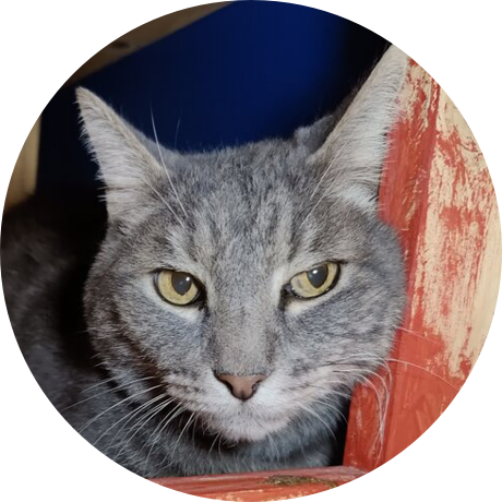 A gray cat with black stripes
