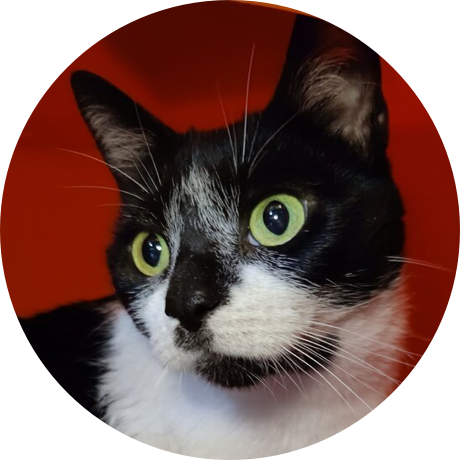 A black and white cat with green eyes