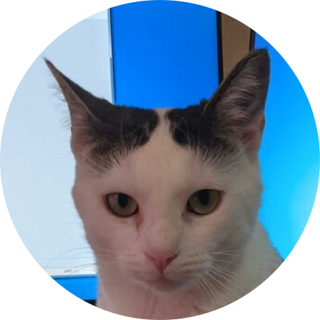 A white cat with black ears