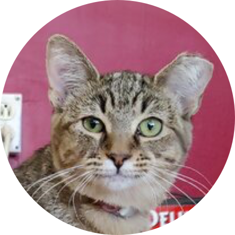 A brown cat with black stripes