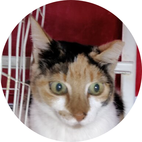 A white and orange cat with a black spot on its face
