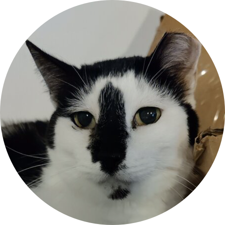 A black and white cat with gold eyes