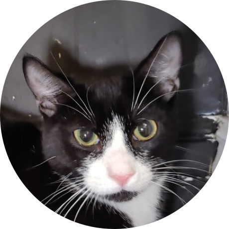 A black cat with white spots