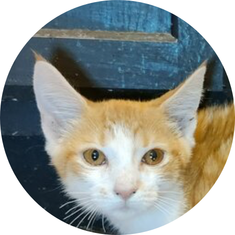 A white and orange cat