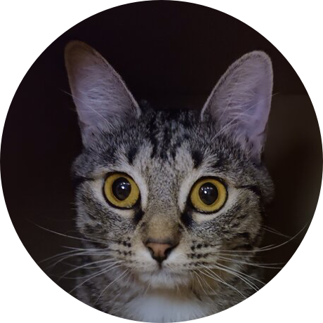 A brown cat with black stripes and large ears