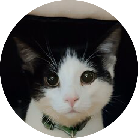 A black and white cat